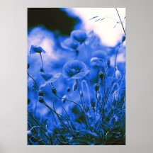 Blaues Mohnblumen Poster