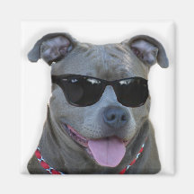 Blaues pitbull mit Glasmagneten