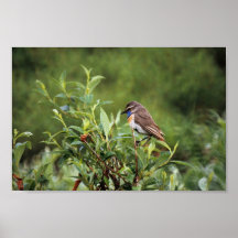 Blaukehlchen-Mann Posterdrucke