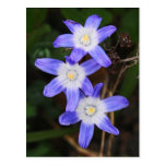 Blaustern Postkarte