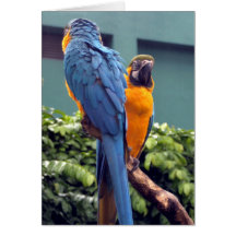 Blauund Goldmacaw-Karte