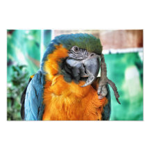Blauund GoldMacaw Kunst Fotos