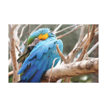 Blauund GoldMacaw Leinwand Drucke