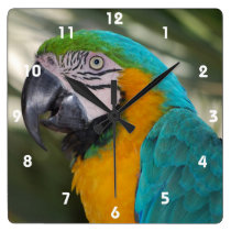 Blauund Goldmacaw-Papageien-Uhr wanduhren