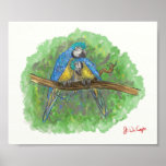 Blauund GoldMacaws in der Liebe Posterdrucke