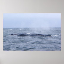 Blauwal-Druck Poster