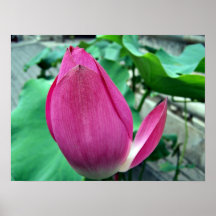 Blendungs-rosa Lotos-Blume Plakate