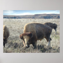 Blonder Bison Posterdruck