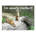 Bloß perfektes Meerkat Postkarte