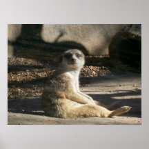 Bloßes Meerkat Poster
