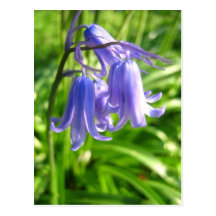Bluebell-Blumen - Postkarte