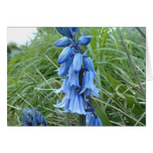Bluebells Karte