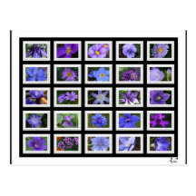 BlueFlower Postkarten