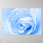 BlueRose Plakat