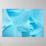 BlueRose Plakat