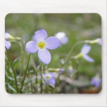 Bluets - Quäker-Damen Mousepad