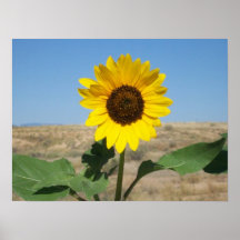 Blühen Sie, wo Sie gepflanzt werden - Grasland-Blu Plakatdrucke