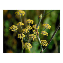 Blühender Fenchel Postkarte