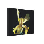 Blume der gelben Iris im schwarzen Hintergrund Galerie Faltleinwand