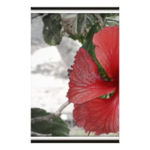 Blume Druckpapiere