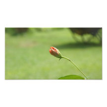 BLUME FOTO DRUCK
