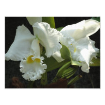 Blume Photodrucke