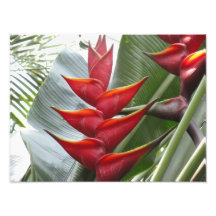 Blume Fotografischer Druck