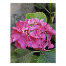 Blume Fotodruck