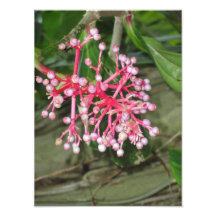 Blume Kunstphotos