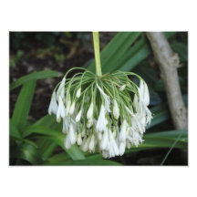 Blume Photo Drucke
