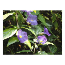 Blume Photos