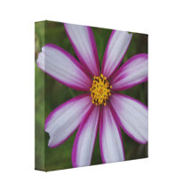 Blume Gespannte Galerie Drucke