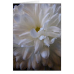Blume Grußkarten