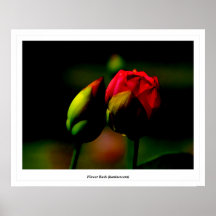 Blume knospt (Lumineszenz) Posterdrucke