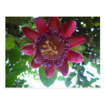 Blume, lila Passionflower Postkarte