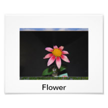 Blume Photographie
