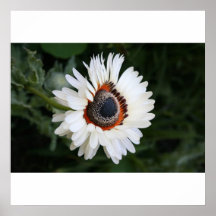 Blume Plakatdrucke
