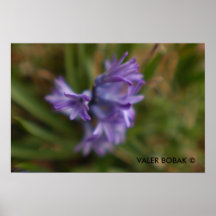 Blume Poster