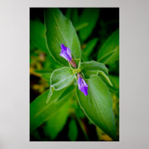 Blume Posterdruck