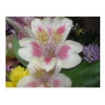 Blume Postkarten