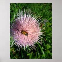 Blume und Wanzen Plakatdrucke