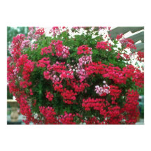 Blumen der Efeu-Pelargonie (Pelargonie Peltatum) Einladungskarten