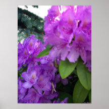 Blumen der Erholung Plakate