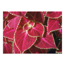 Blumen der Garten-Buntlippe (Buntlippe Hybridus) Personalisierte Einladungskarte