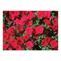 Blumen der Garten-Petunie (Petunie Hybrida) Personalisierte Einladungskarte