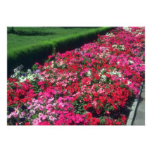 Blumen der Garten-Petunie (Petunie-Lebenslauf) Personalisierte Ankündigungen