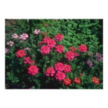 Blumen der Garten-Verbene (Verbene Hybrida) Personalisierte Einladungskarte