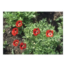 Blumen der Mohnblume (Papaver Rhoeas) Individuelle Ankündigungskarte