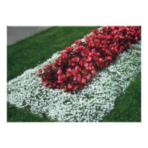 Blumen der Wachs-Begonie (Begonie) Individuelle Ankündigung