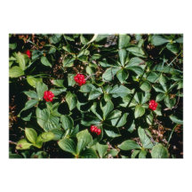 Blumen des Bunchberry (Kornelkirsche Canadensis) Ankündigungen